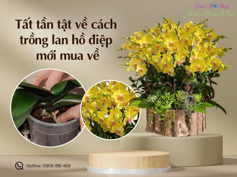 Một người đang nhẹ nhàng tưới dung dịch phân bón đã pha loãng vào gốc của chậu lan hồ điệp đang chuẩn bị ra hoa, tập trung vào phần giá thể và rễ.